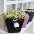 MF0733 - Нежная ромашка в черной фирменной сумке картинка №2 - moscowflorist.ru MF0733 - Нежная ромашка в черной фирменной сумке фото №2 - moscowflorist.ru