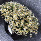 MF0733 - Нежная ромашка в черной фирменной сумке картинка №3 - moscowflorist.ru MF0733 - Нежная ромашка в черной фирменной сумке фото №3 - moscowflorist.ru