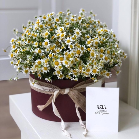 MF0826 - Бордовая шляпная коробка с ромашкой - фото moscowflorist.ru