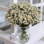 MF1035 - Большой букет ромашек (51 шт) картинка №6 - moscowflorist.ru MF1035 - Большой букет ромашек (51 шт) фото №6 - moscowflorist.ru