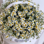 MF4024 - Плетеная корзина с ромашками картинка №4 - moscowflorist.ru MF4024 - Плетеная корзина с ромашками фото №4 - moscowflorist.ru