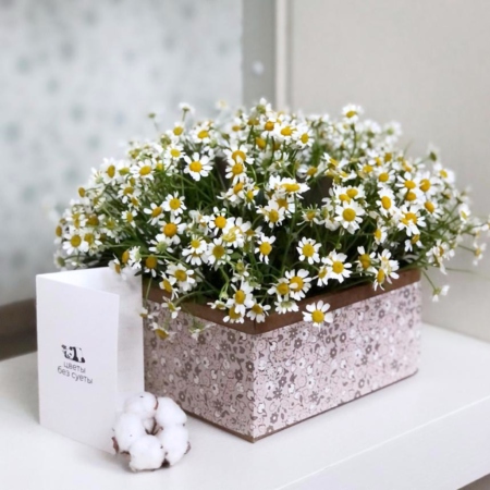 MF5022 - Коробочка-переноска крафт с ромашкой - фото moscowflorist.ru