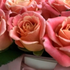 MF0737 - Фирменная цветочная сумка с персиковыми розами картинка №4 - moscowflorist.ru MF0737 - Фирменная цветочная сумка с персиковыми розами фото №4 - moscowflorist.ru