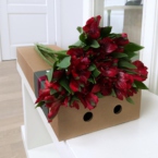 MF5537 - Фирменный кейс с красной альстромерией (9 шт.) картинка №1 - moscowflorist.ru MF5537 - Фирменный кейс с красной альстромерией (9 шт.) фото №1 - moscowflorist.ru