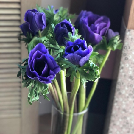 MF5545 - Синие анемоны 9 шт. в фирменном футляре - фото moscowflorist.ru