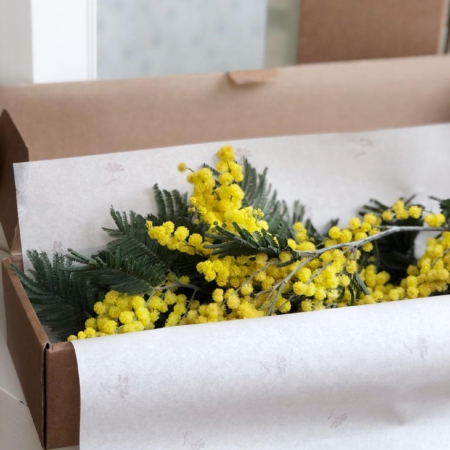 MF5548 - Цветочный футляр с ароматной мимозой - фото moscowflorist.ru