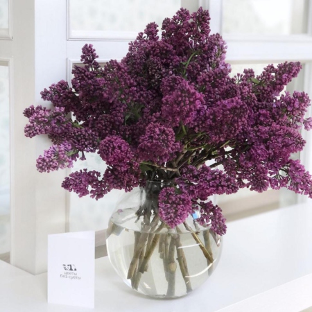 MF1095 - Букет сирени - фото moscowflorist.ru