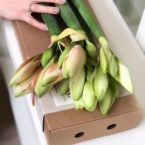 MF5567 - Фирменная коробка-кейс с амариллисами фото №10 - moscowflorist.ru