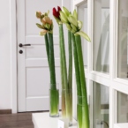 MF5567 - Фирменная коробка-кейс с амариллисами фото №3 - moscowflorist.ru