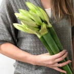 MF5567 - Фирменная коробка-кейс с амариллисами фото №5 - moscowflorist.ru