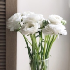 MF5568 - Белые ранункулюсы 9 шт. в фирменном кейсе фото №4 - moscowflorist.ru