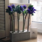 MF5126 - Серия Алхимия с анемонами в IQ коробке фото №1 - moscowflorist.ru