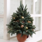 MF3035 - Елочка из натуральной хвои в золотом цвете фото №2 - moscowflorist.ru