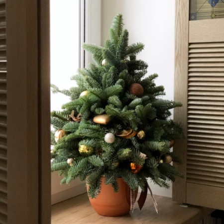 MF3035 - Елочка из натуральной хвои в золотом цвете - фото moscowflorist.ru