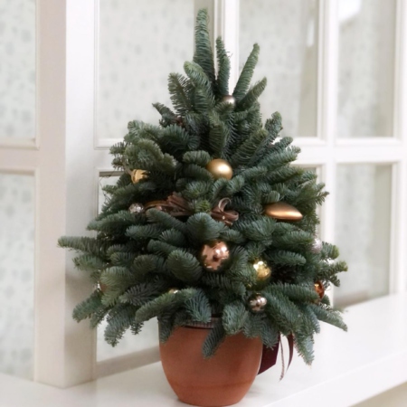 MF3035 - Елочка из натуральной хвои в золотом цвете - фото moscowflorist.ru