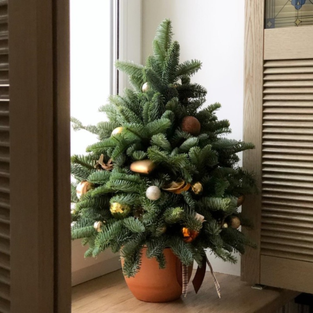 MF3035 - Елочка из натуральной хвои в золотом цвете фото - moscowflorist.ru