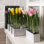 MF5130 - Серия Алхимия с тюльпанами в IQ коробке (цвет в асс.) фото №4 - moscowflorist.ru