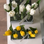 MF5130 - Серия Алхимия с тюльпанами в IQ коробке (цвет в асс.) фото №16 - moscowflorist.ru