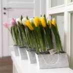 MF5130 - Серия Алхимия с тюльпанами в IQ коробке (цвет в асс.) фото №17 - moscowflorist.ru