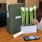 MF5130 - Серия Алхимия с тюльпанами в IQ коробке (цвет в асс.) фото №9 - moscowflorist.ru