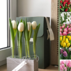 MF5130 - Серия Алхимия с тюльпанами в IQ коробке (цвет в асс.) фото №5 - moscowflorist.ru