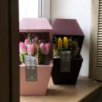 MF8104 - Серия коробок Panda Bowl с тюльпанами в асс.  фото №14 - moscowflorist.ru