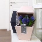 MF8105 - Фирменная коробка Panda Bowl с гиацинтами фото №2 - moscowflorist.ru