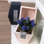 k8105 - Фирменная коробка Panda Bowl с гиацинтами (от 5 шт.) картинка №2 - moscowflorist.ru k8105 - Фирменная коробка Panda Bowl с гиацинтами (от 5 шт.) фото №2 - moscowflorist.ru