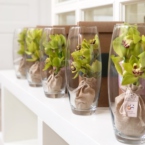 MF5849 - Ваза с Мини-орхидеей в фирменной коробке фото №1 - moscowflorist.ru