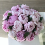 MF0574 - Бордовая шляпная коробка с пионами фото №3 - moscowflorist.ru