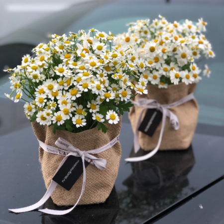 MF3038 - Сезонное кашпо с ромашками - фото moscowflorist.ru