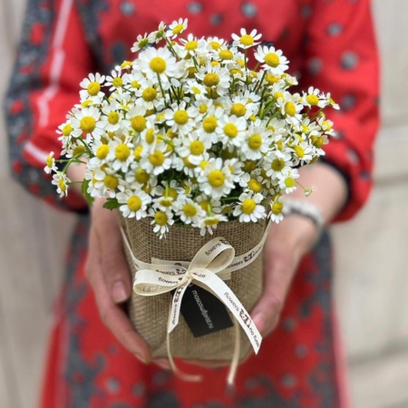 MF3038 - Сезонное кашпо с ромашками - фото moscowflorist.ru