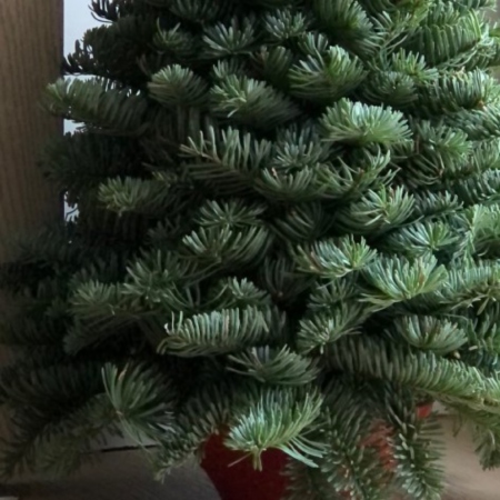 MF3039 - Елочка из нобилиса Nature - фото moscowflorist.ru