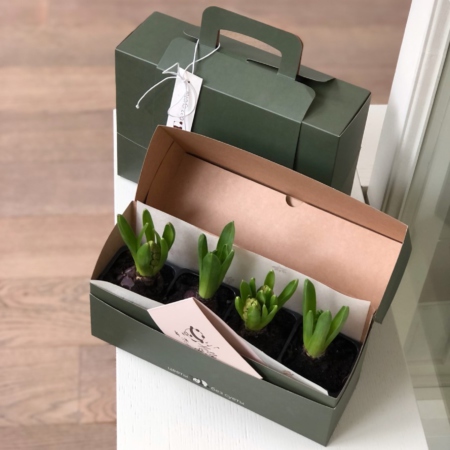 MF5225 - Цветочный чемоданчик с луковичными гиацинтами - фото moscowflorist.ru