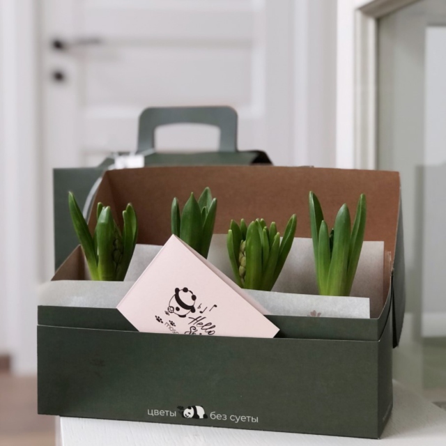 MF5225 - Цветочный чемоданчик с луковичными гиацинтами фото - moscowflorist.ru