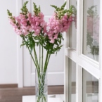 MF1172 - Сезонные цветы. Львиный зев (Антиринум) 9 шт. картинка №2 - moscowflorist.ru MF1172 - Сезонные цветы. Львиный зев (Антиринум) 9 шт. фото №2 - moscowflorist.ru