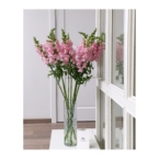MF1172 - Сезонные цветы. Львиный зев (Антиринум) 9 шт. картинка №5 - moscowflorist.ru MF1172 - Сезонные цветы. Львиный зев (Антиринум) 9 шт. фото №5 - moscowflorist.ru
