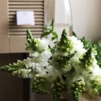 MF1172 - Сезонные цветы. Львиный зев (Антиринум) 9 шт. картинка №6 - moscowflorist.ru MF1172 - Сезонные цветы. Львиный зев (Антиринум) 9 шт. фото №6 - moscowflorist.ru