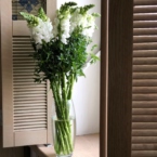 MF1172 - Сезонные цветы. Львиный зев (Антиринум) 9 шт. картинка №1 - moscowflorist.ru MF1172 - Сезонные цветы. Львиный зев (Антиринум) 9 шт. фото №1 - moscowflorist.ru