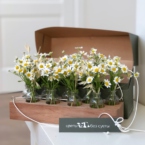 MF5231 - Ромашковая Алхимия в цветочном чемоданчике картинка №6 - moscowflorist.ru MF5231 - Ромашковая Алхимия в цветочном чемоданчике фото №6 - moscowflorist.ru
