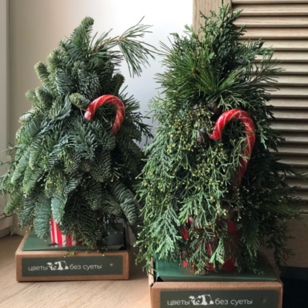 MF3048 - Елка фирменная  "Сама ты Пихта!" (h33 см) - фото moscowflorist.ru