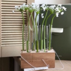 MF5142 - Сезонные цветы - Аллиум. Серия Алхимия. фото №1 - moscowflorist.ru