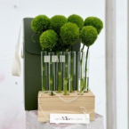 MF5146 - Набор Алхимия с зелеными гвоздиками Грин Трик фото №1 - moscowflorist.ru