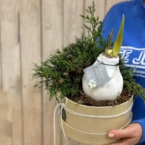 MF0843 - Амариллис в воске в хвойном оформлении фото №2 - moscowflorist.ru