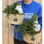 MF0843 - Амариллис в воске в хвойном оформлении фото №3 - moscowflorist.ru