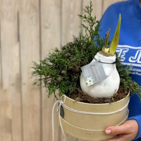 MF0843 - Амариллис в воске в хвойном оформлении - фото moscowflorist.ru