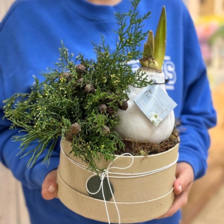 MF0843 - Амариллис в воске в хвойном оформлении - фото moscowflorist.ru