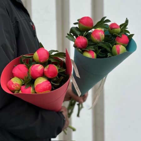 MF1506 - Фирменный кулек с 7 коралловыми пионами - фото moscowflorist.ru